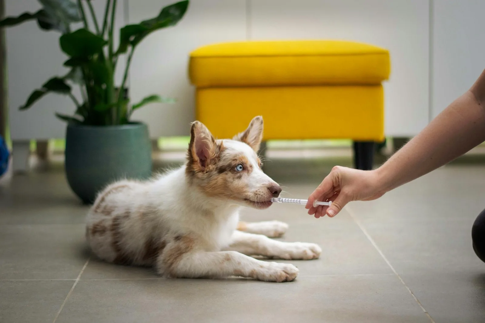 dog with person and veterinary medicine