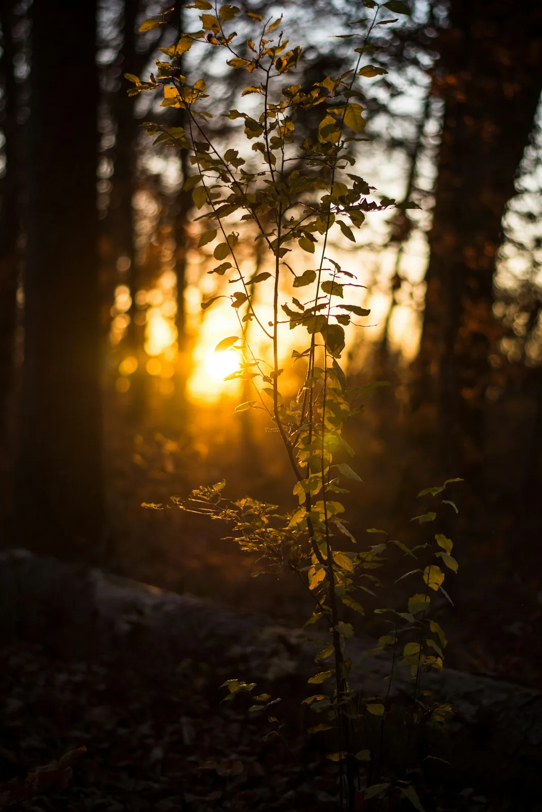 landscape photography of a plant