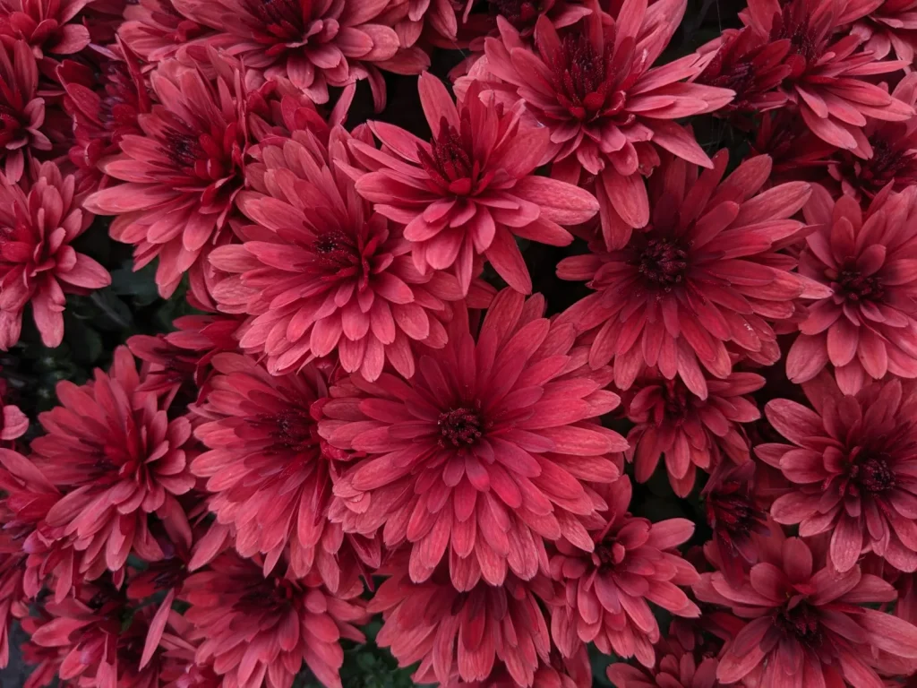 close up red flowers on a plant